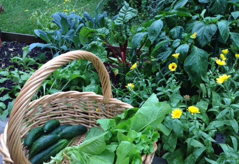 Organic Gardening Mistakes Among Novices