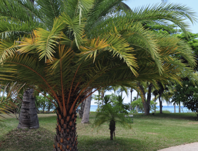 What, Why, And How You Should Hurricane Trim Palm Trees   