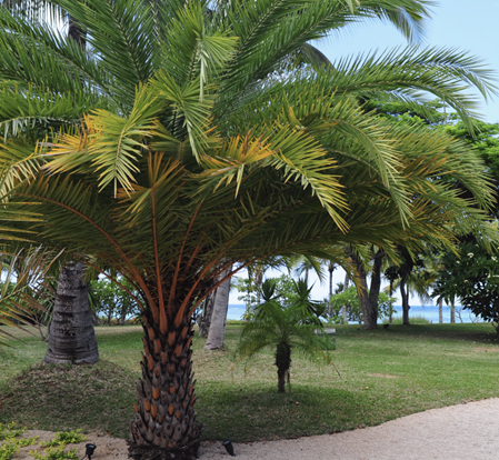 What, Why, And How You Should Hurricane Trim Palm Trees   