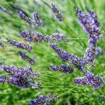 Here are the Tips for Successful Bathroom Renovation