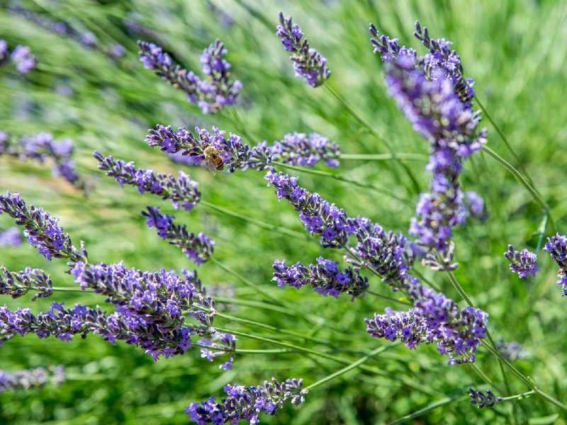Reasons To Grow The Lavender Plant In Your Backyard
