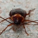 Buyer’s Guide: Selecting Laminate Flooring for Longevity and Style