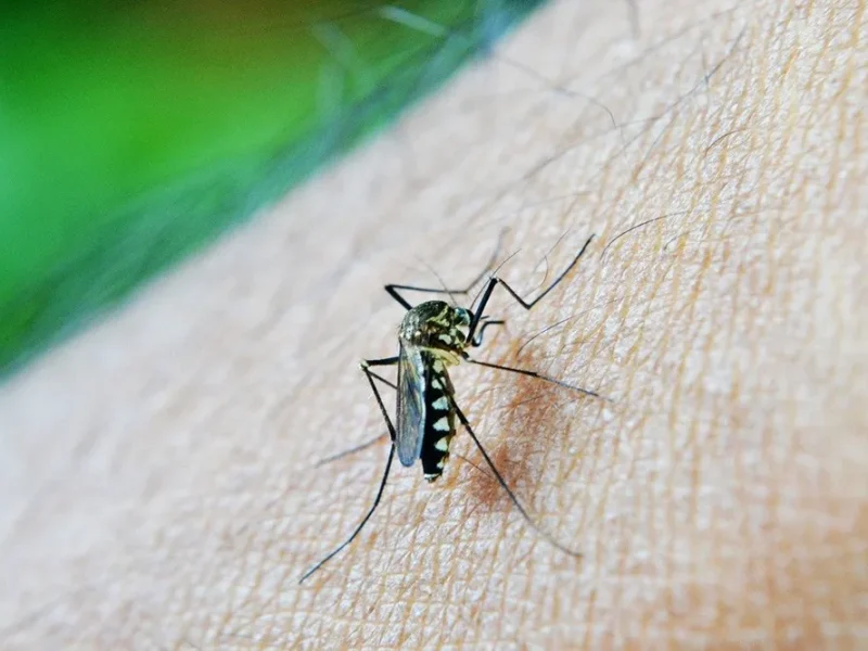 Community-Based Mosquito Control: A Collaborative Approach to Public Health
